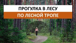 Прогулка в лесу летом. Гуляние по лесной тропе позволяет быстро и хорошо отдохнуть.