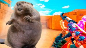 МУВИК СТЕНДОФФ2 I БОБЁР СДЕЛАЛ МНЕ МУВИК🦫