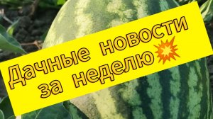 Дачный прогресс за неделю