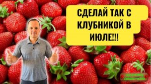 Клубника в следующем году удивит вас урожаем - сделайте с ней это в  июле!