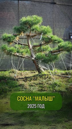 Сосна "Малыш" 2025 год #ниваки