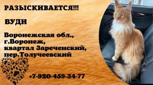 Пропал кот! ВУДИ. Воронежская обл., г.Воронеж.