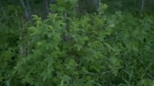 0531 3 минуты гуляю с собаками НИЧЕГО СЕБЕ (7)