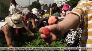 В детском саду «Тополек» есть группа, которая вырастила ароматную клубнику