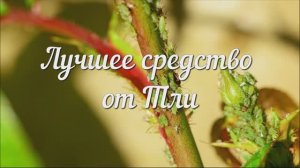 Лучшее Копеечное Средство от Тли. Как Избавиться от Тли.