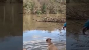 Ни с кем так весело не погуляешь, как с собакой😂