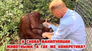 Орангутан Дана спасает репутацию заштопанного?, 7 июля