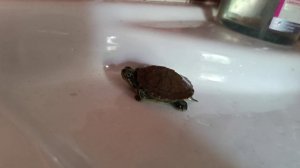 Красноухая черепаха, меняем воду