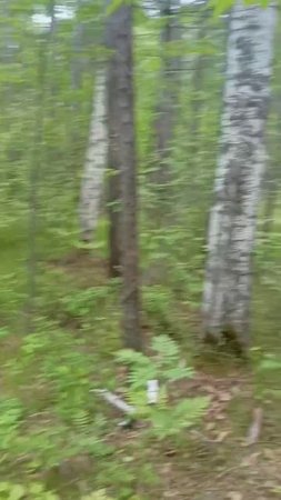 ПРОБЕЖКА ПО ЛЕСНОЙ ТРОПЕ 👍💪 . 08.06.2025