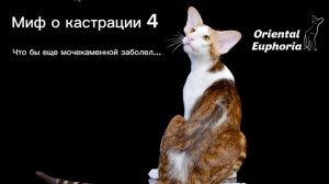 Миф о кастрации 4
МКБ