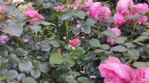 Утро в саду. Регион Южный Урал.