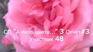 СП " А лето цвета..." 3 Отчет#3 Участник 48
#сезонконтентаPUTUBE
СП "А лето цвета 3"
#а_лето_цвета3_