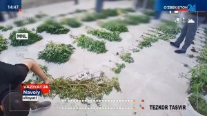 Ҳатирчилик фуқаро уйида наша плантацияси қилган экан