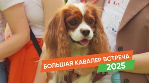 Big Cavalier Party