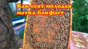 КАК РАЗВИВАЕТСЯ ПЧЕЛОСЕМЬЯ БАКФАСТ С МОЛОДОЙ МАТКОЙ К ГЛАВНОМУ МЕДОСБОРУ.