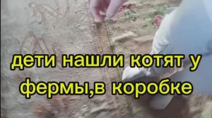 Будни. Брошенные котята...