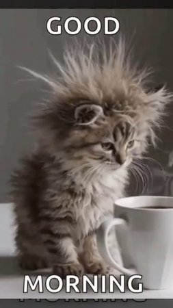 котик