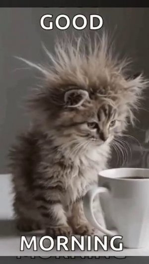 котик