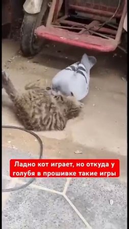 котенок играет голубь клюется все получают удовольствие
