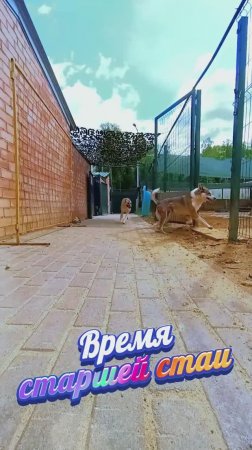 "Время старших" ❥ Приют в Малинках