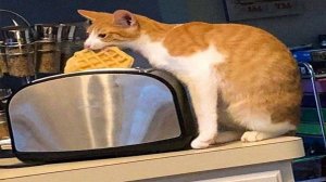 Приколы с котами! Смешные коты - Самые смешные животные С ОЗВУЧКОЙ! Ржака!!