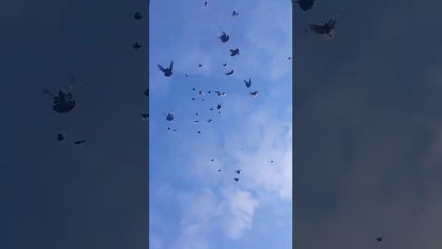Голуби мира ... как они сейчас всем нужны ....
