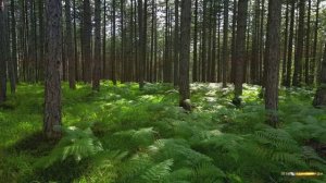 #Коран#АтТовба#СамыеКрасивыеМеста#Relaxation##Islam#Quran#AtTaubah#Minshawiy #4кВидео#5часть#