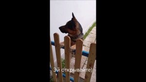 Собака. Том