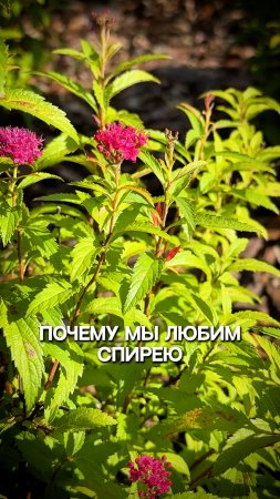Почему мы любим спирею