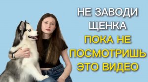 Как подготовиться к появлению щенка дома