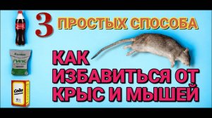 КАК БЫСТРО избавиться от КРЫС и МЫШЕЙ . 3 простых но эффективных способа избавиться от грызунов