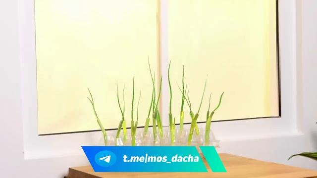 Лайфхак для дачи