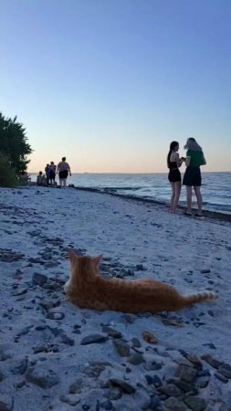 Кот, который очень любил море...