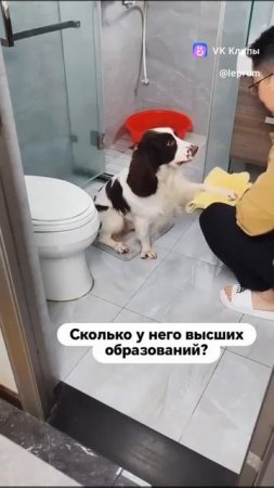 самый умный пёс