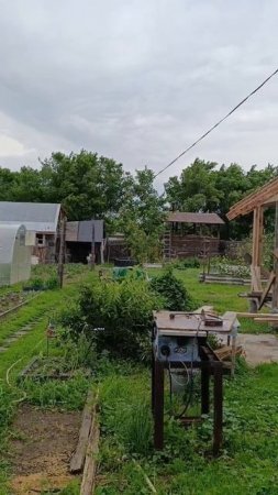 Вороны выводят потомство