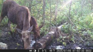 На солонец  пришла лосиха с лосёнком