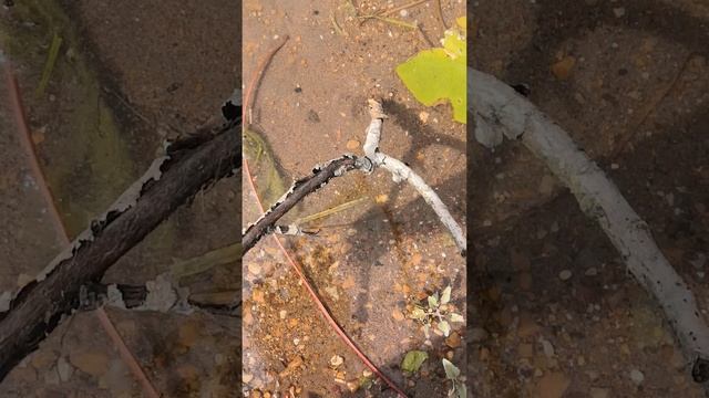 VID_20250707_104330.mp4