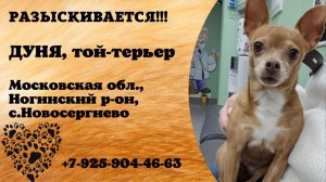 Пропала собака! ДУНЯ, той-терьер. Московская обл., Ногинский р-н, с.Новосергиево.