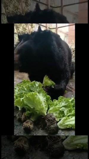 Зелёный перекус