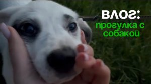ВЛОГ:ПРОГУЛКА С СОБАКОЙ