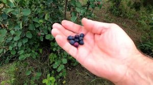 Собираю иргу