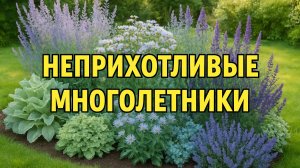 Неприхотливые многолетники: дешёвые, но выглядят дорого!