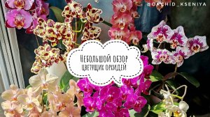 Цветущие фаленопсисы: Leco Fantastic,Legato,Anmio Gentleman,Golden Jaguar,Black Piano,Sponge Bob🌸