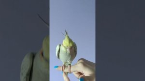 Ручной птенец 3 месяца, июль 2025 г