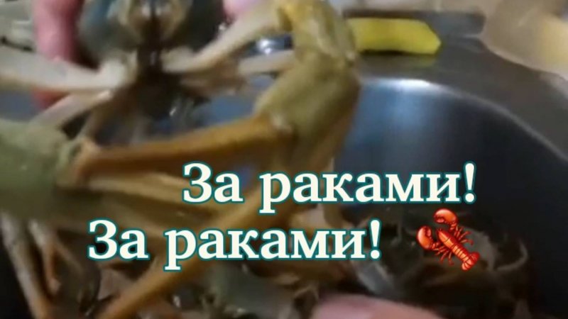 На реку за раками! 🦞