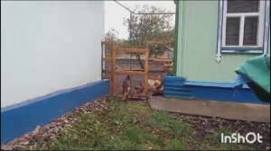 Жизнь в деревне - Сегодня:  Когда одна, Готовлю еду. Новости от мужа
