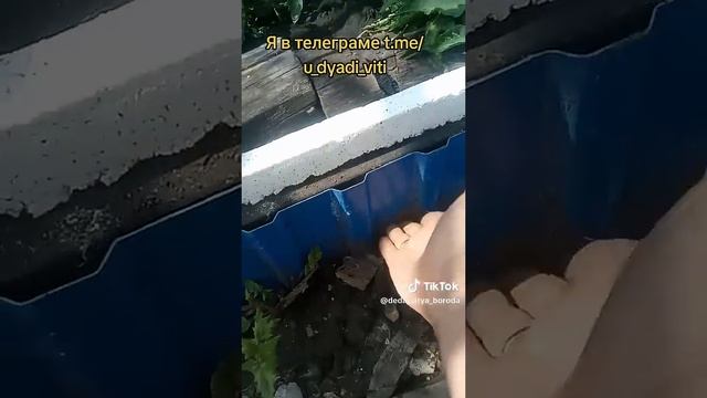 Делаю термотеплицу. Выравниваю землю вокруг теплицы. часть 2. #термотеплица #огород #дача #дядявитя