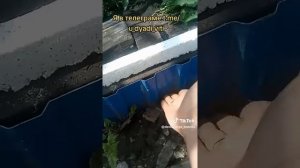 Делаю термотеплицу. Выравниваю землю вокруг теплицы. часть 2. #термотеплица #огород #дача #дядявитя
