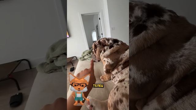Животные приколы и не только