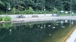 Шоу уток в городском парке.